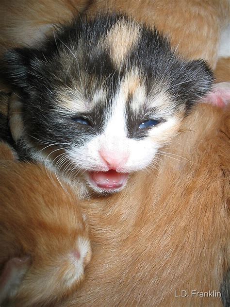 newborn calico kitten  ld franklin redbubble