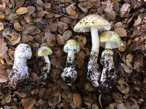 test identifies poisonous mushrooms lab manager