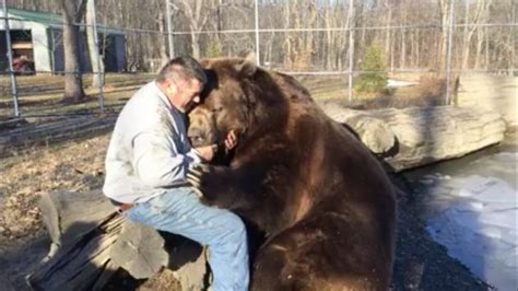 fearless man sees  pound kodiak  big cuddly teddy bear