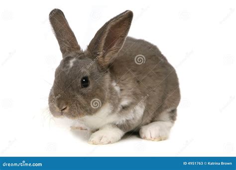 aanbiddelijk konijntje op witte achtergrond stock afbeelding image  bont konijn