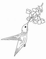 Hummingbirds Kolibri Ausmalbilder Humming Sheets Coloringhome sketch template