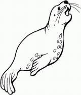 Seal Harp Drawing Clipart Getdrawings sketch template