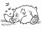 Bear Coloring Sleeping Pages Kids Printable Koala Sketch Color sketch template
