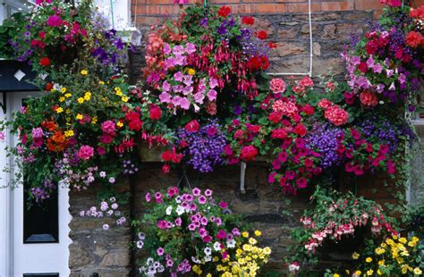 flowering hanging basket ideas