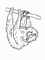 Coloring Sloth Pages Upside Hanging Endangered Down Animals Getcolorings Colouring Print Toed Three Printable Bear Color Colorings Getdrawings Species sketch template