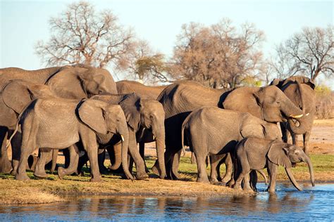 african safari tours  top  picks goafrica