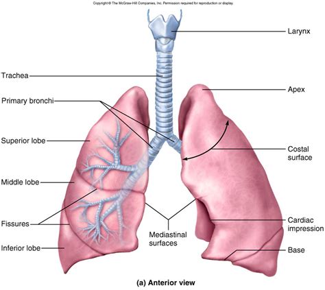 anatomy  lungs  mcqs  neet gpatnursing exams gpatindia pharmacy jobs admissions