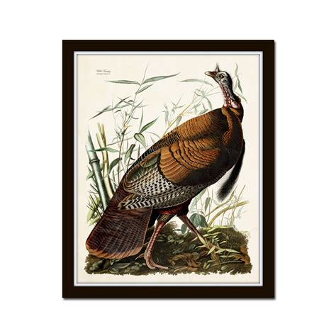 vintage audubon wild turkey bird print giclee art print etsy framed