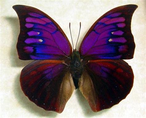 Real Framed Rare Purple Butterfly Anaea Tyrianthina Shadowbox