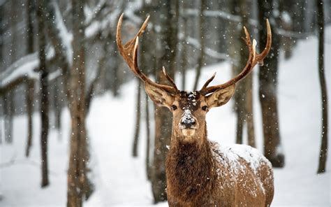 hintergrundbilder hirsch tiere natur schnee winter tierwelt