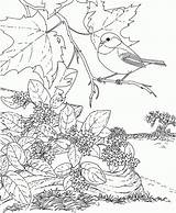 Coloring Bird Flower Pages Chickadee State Massachusetts Mayflower Printable Washington Capped Birds Book Adult Ma Drawing Colorings Tree Renoir Adults sketch template