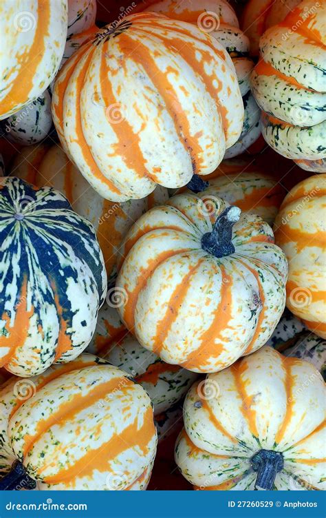 mini squash pumpkin stock image image  masquerade