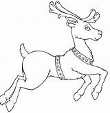 Reindeer Coloring Pages Santa Rudolph Nosed Christmas Template Drawing Clipart Printable Deer Color Print Templates Realistic Red Sleigh Kids Run sketch template
