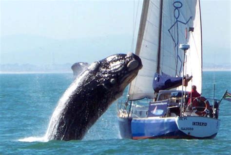 whale landing  yacht incident