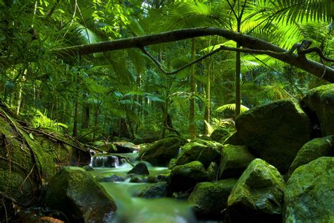 stunning rainforest walks     cairns fitzroy island