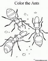 Ants Hormigas sketch template