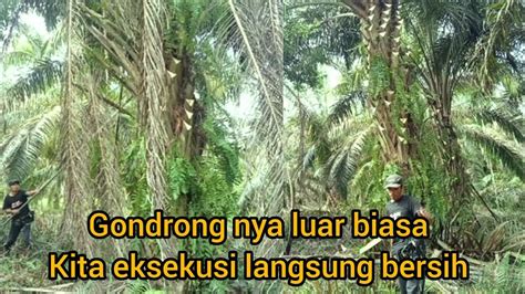 Pokok Sawit Super Gondrong Seketika Jadi Bersih Pruning Sawit