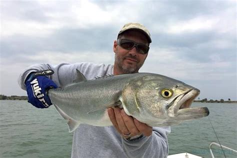 bluefish fishing species guide charters  destinations toms catch