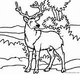 Coloring4free Deer Coloring Pages Jungle Related Posts sketch template