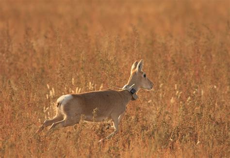 man made obstacles cause mongolian gazelle mass die off cms