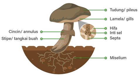 gambarkan struktur tubuh jamur  divisi zygomyc