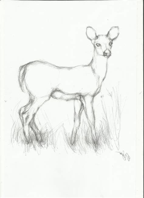 animal sketch drawing  getdrawings