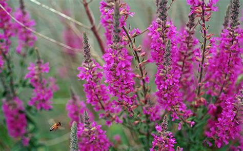 escape   invasives top  invasive plant species   united