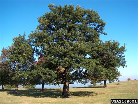 english oak quercus robur