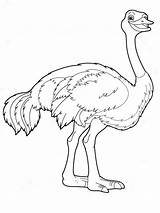 Ostrich Coloring Pages Emu Getcolorings Print Birds Recommended sketch template