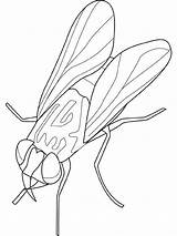 Insekten Kleuterdigitaal Fly sketch template