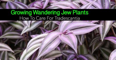 tradescantia care growing  wandering jew plant  garden info