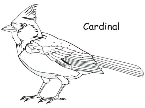 northern cardinal drawing  getdrawings