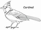 Cardinal Coloring Pages Northern Bird Printable Cardinals Color Drawing Birds Template Football Getdrawings Realistic Baseball Wrapper Kat Kit Prey Print sketch template