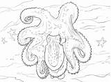 Octopus Polvo Colorir Ringed Ausmalbild Ausmalbilder Krake Kategorien Colorironline sketch template