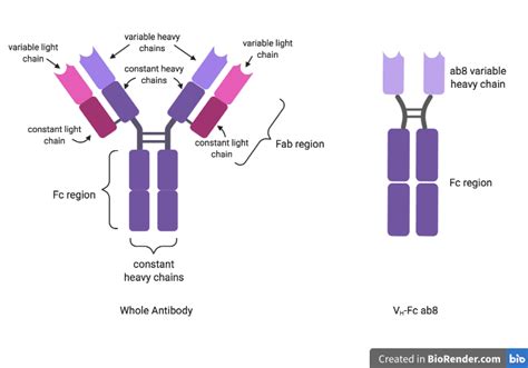 dont    antibody virology blog