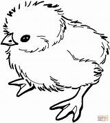 Chick Coloring Pages Baby Printable Chicks Colouring Chicken Outline Cute Sheet Drawing Little Coloriage Easter Silhouettes Poussin sketch template