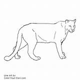 Cougar Coloring Pages Lion Mountain Color Animal Line Puma Drawing Drawings Printable Kids Cougars Catamount Web Food Jungle Board Animals sketch template