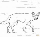 Dingo Coloring Pages Australian Drawing Dogs Printable Wild Drawings Color Getdrawings Online Supercoloring Categories sketch template