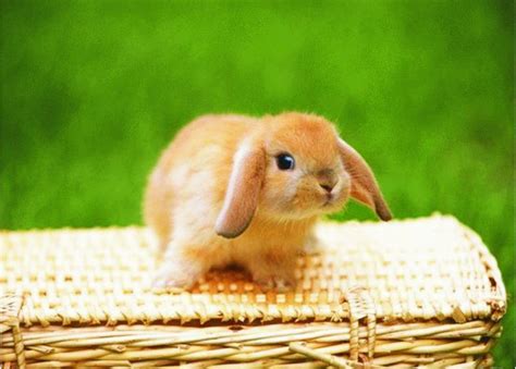 poze cu iepuri alege iepurele de  iepuri frumosi din lume poze  imagini love site