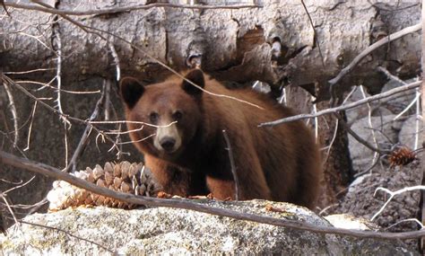 scary brown bear flickr photo sharing