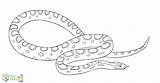 Snake Snakes Learnaboutnature Coll sketch template