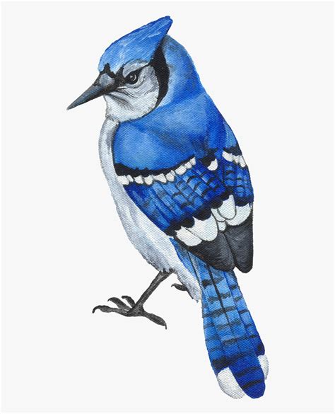 angry blue jay clipart   cliparts  images  clipground