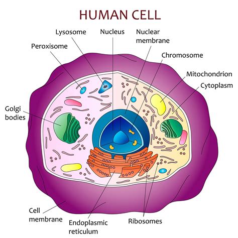 human cell diagram etsy   human cell diagram cell diagram human cell structure
