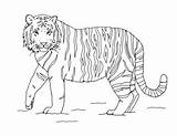 Tiger Amur sketch template