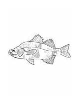 Perch Coloring Pages Crappie Printable Drawing Supercoloring Categories sketch template