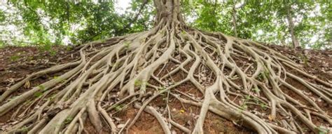 arrival  tree roots   triggered mass extinctions