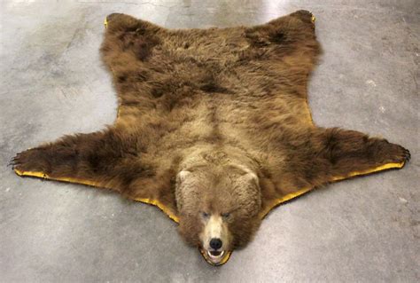 Alaska Kodiak Brown Bear Rug Trophy Rug