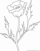 Poppy Coloring Pages Flowers Drawing Printable Poppies Flower Clr Clip Clipart Remembrance Color Template Online Patriotic Memorial Natural Designs sketch template