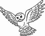 Potter Harry Kleurplaat Hedwig Tegninger Downloaden sketch template