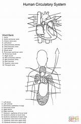 Circulatory System Worksheet Coloring Human Pages Printable Kids Systems Body Cardiovascular Worksheets Diagram Anatomy Print Puzzle sketch template